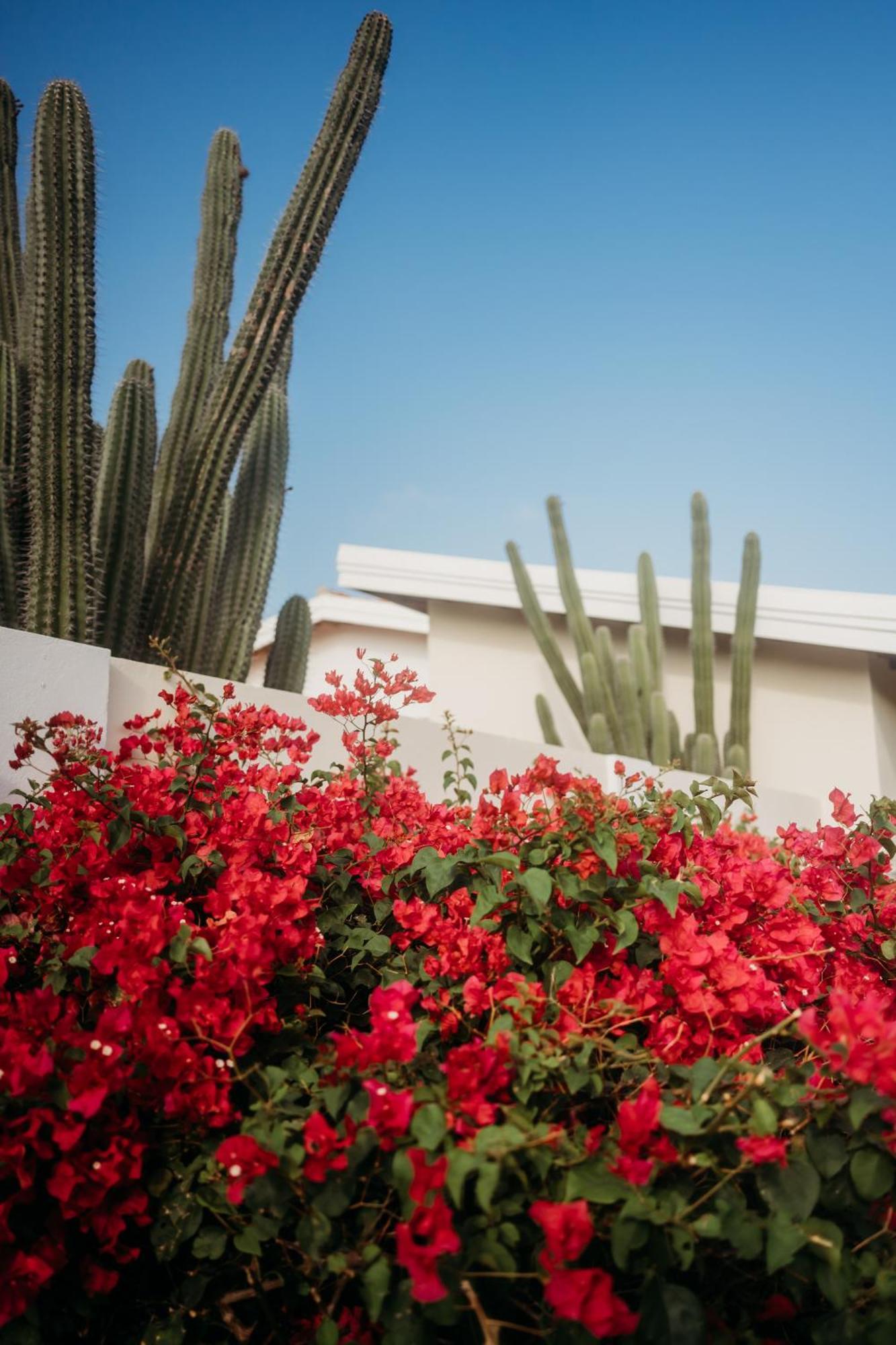 Pura Vida Aruba Appartement Palma Noord Exteriör bild