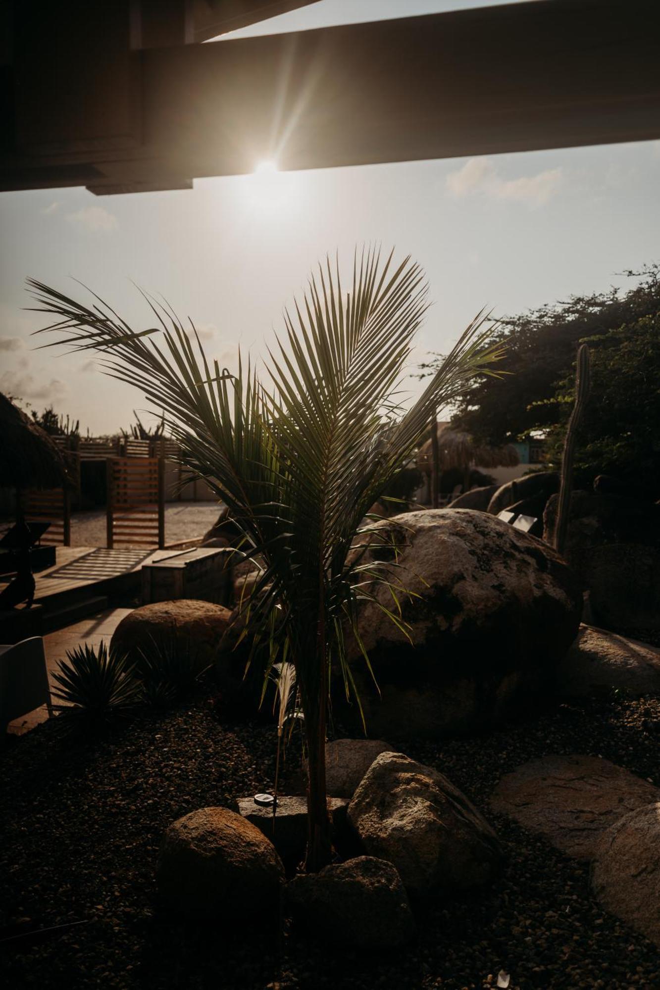 Pura Vida Aruba Appartement Palma Noord Exteriör bild